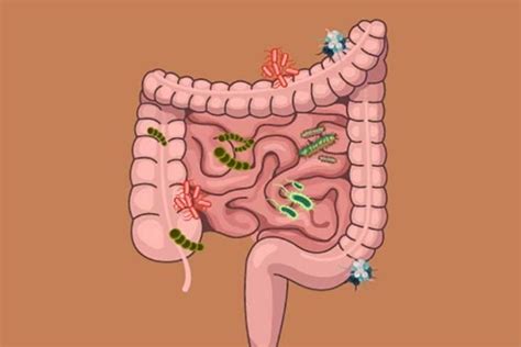 Understanding Gut Microbiota For Your Health - Liv Healthy Life