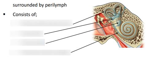 The membranous labyrinth. Diagram | Quizlet