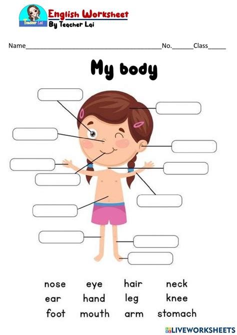 Free My Body Worksheet Download Free My Body Worksheet Png Images
