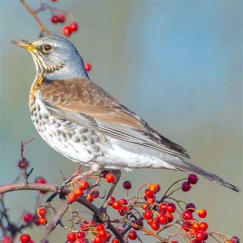 winter thrushes great english outdoors