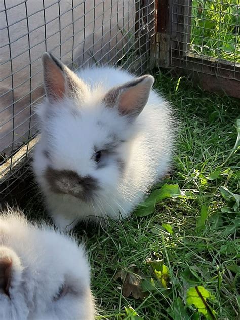 Baby Rabbits For Sale Rabbits Life