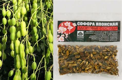 Настойка софоры японской — показания к применению, лечебные свойства ...