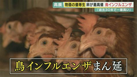 「たった5羽の死で4万羽を殺処分」養鶏場は今・・・相次ぐ鳥インフルエンザで卵の値段も高騰 生産者へも休業補償などなく 鳥と生産者をどう守るのか