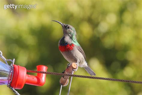 Southern Double Collared Sunbird Or Lesser Double Collared Sunbird