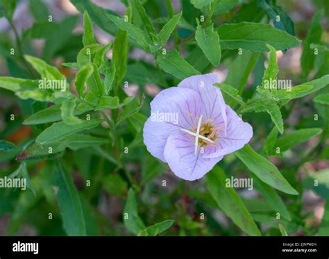 Oenothera Speciosa Evening Primrose Also Known As Pinkladies Pink