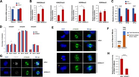 Frontiers A Complex Interplay Between H A Z And Hp Isoforms