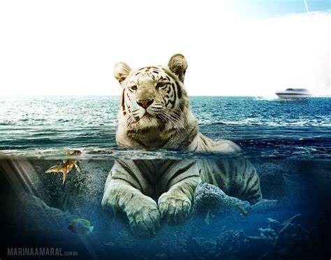 Amazing Wildlife White Tiger And Water Photo Tigers Animal Planet