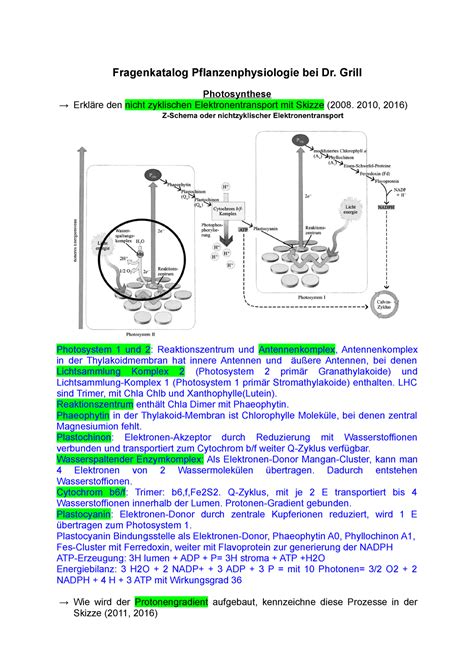 Pflanzenphysiologie Grill Photosynthese Erkl Re Den Nicht