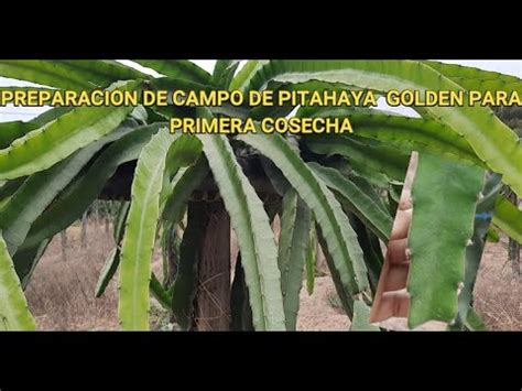 Claves Importantes Para Tener Una Buena Cosecha De Pitahaya Golden