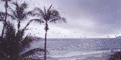 How To Help Your Trees Recover After Hurricane Season
