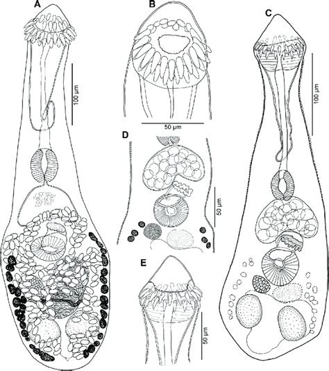 Ascocotyle Ascocotyle patagoniensis Hernández Orts et al 2012