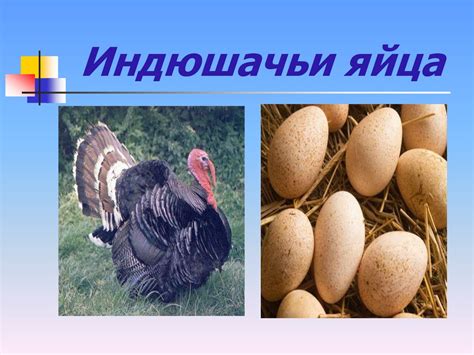 Блюда из яиц - презентация онлайн