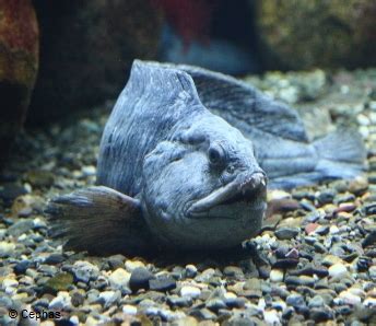 Atlantic wolffish - Alchetron, The Free Social Encyclopedia