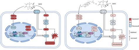 Lithocholic Acid Alleviates Deoxynivalenol Induced Inflammation And