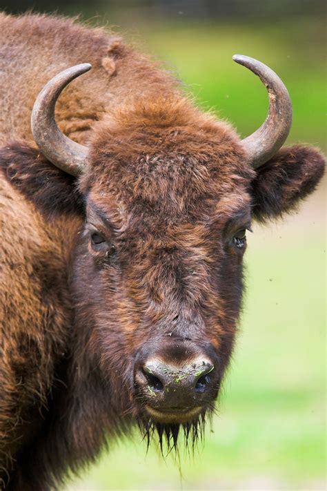 European Bison Bison Bonasus Also Known As Wisent European Bison