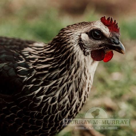 Black Star Chickens Rooster