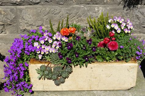 Plantas Para Jardineras