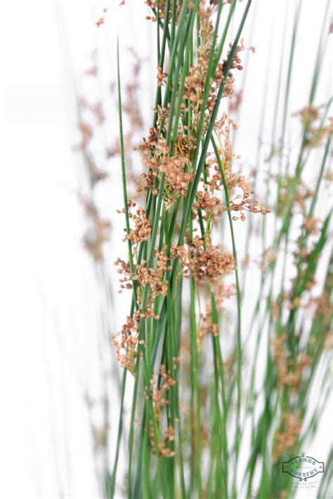 Juncus Effuses Common Rush Or Soft Rush Life Is A Garden