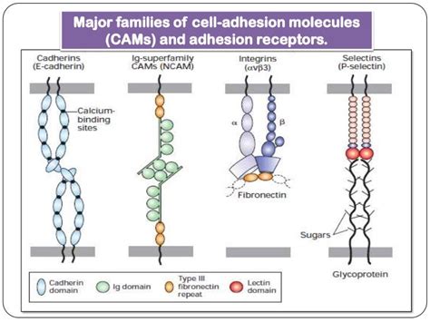 Adhesion molecules