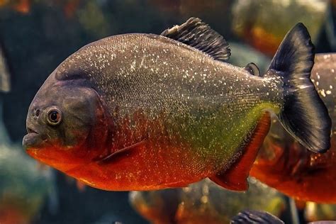 15 Gambar Ikan yang Paling Mudah Ditiru, Cocok untuk Tugas Sekolah!