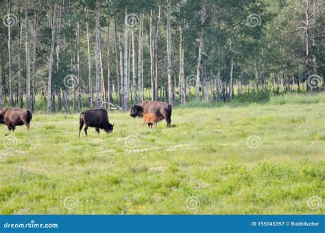 Wood Bison at Elk Island National Park Stock Image - Image of national ...