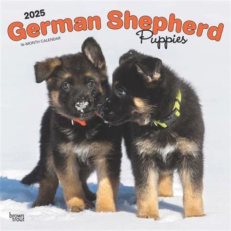 Browntrout German Shepherd Puppies 2025 12 X 24 Inch Monthly Square