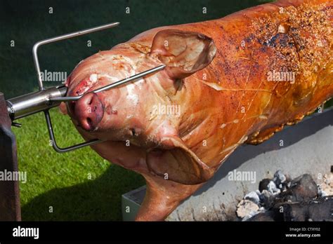 Whole Pig Butchered And Being Roasted Over An Open Spit Barbecue Open