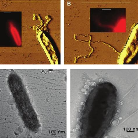 Tapping Atomic Force Microscopy Phase Images Of S Oneidensis Mr