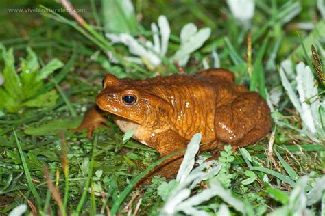 Sapo N Bufo Bufo Vive La Naturaleza