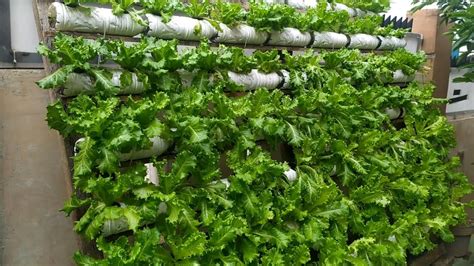 Creative Idea ~ Growing Vertical Hydroponic Lettuce Using Plastic