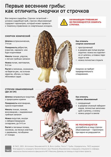Где и когда собирать первые весенние грибы сморчки и строчки, как их ...
