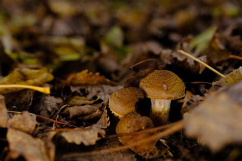 Seta De Bosque Comestible Armillaria Mellea Nmente Conocida Como