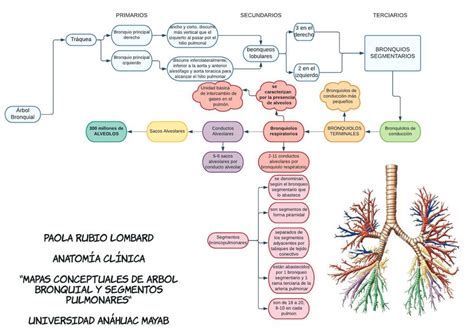 Top 37 Imagen Mapa Mental Arbol Viaterra Mx