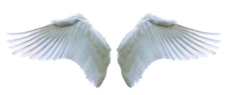 Angel Wings, Wings PNG Images Transparent Free Download - Free Transparent PNG Logos