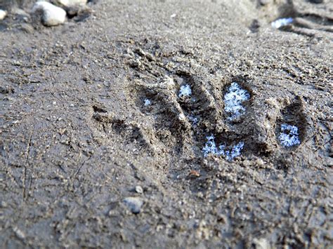 Raccoon Paw print