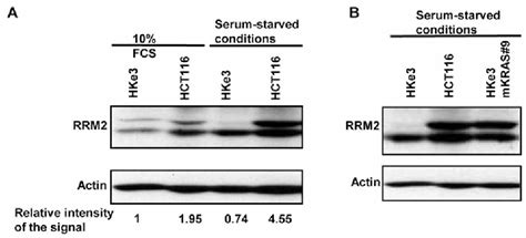 Figure 1 From Kras Mediated Up Regulation Of Rrm2 Expression Is