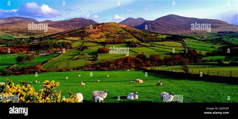 Sheep And Lambs In The Mourne Mountains Looking Towards Slieve Bearnagh