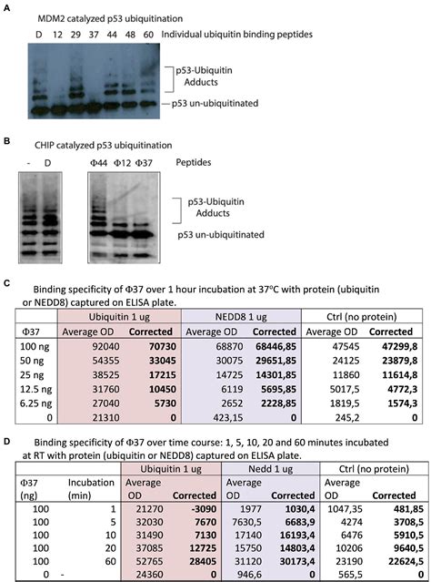 Frontiers Next Generation Sequencing Of A Combinatorial Peptide Phage