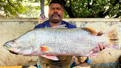 KASIMEDU SPEED SELVAM RARE BARRAMUNDI FISH CUTTING IN KASIMEDU