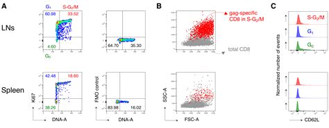 A Dna Ki67 Based Flow Cytometry Assay For Cell Cycle Analysis Of Antigen Specific Cd8 T Cells In