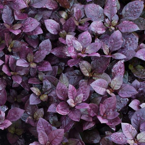 Shop Alternanthera brasiliana Purple Prince | J. Parker's