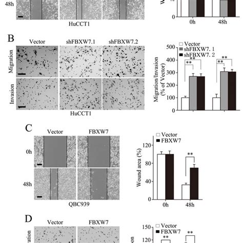 Fbxw7 Inhibits Emt And Metastasis By Regulating Mtor Expression In Download Scientific Diagram