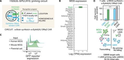 Synnotch Car T Cells Overcome Challenges Of Specificity Heterogeneity