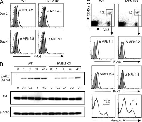 Hvem Signals Sustain Phosphorylation Of Akt In Th Cells During