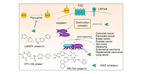 Small Molecule Inhibitors Targeting The Canonical Wnt Signaling Pathway