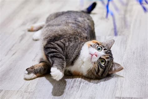 7 Reasons Why Your Cat Rolls Around And When To See A Vet