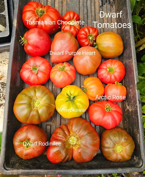 Tasmanian Chocolate Dwarf Tomato 10 Seeds Etsy