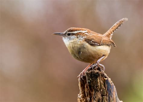 2018 Year Of The Bird Shenandoah National Park U S National Park