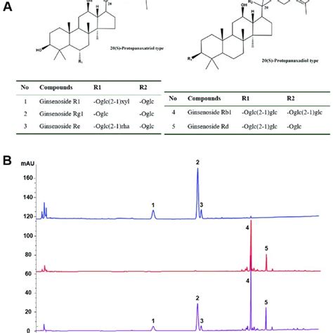 A Chemical Structures Of The Main Saponins In P Notoginseng And B