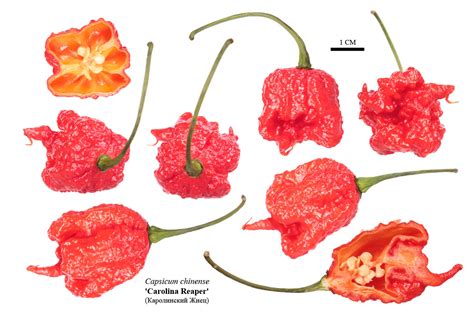 Перец Carolina Reaper Каролинский Жнец Каролина Рипер Botsadby